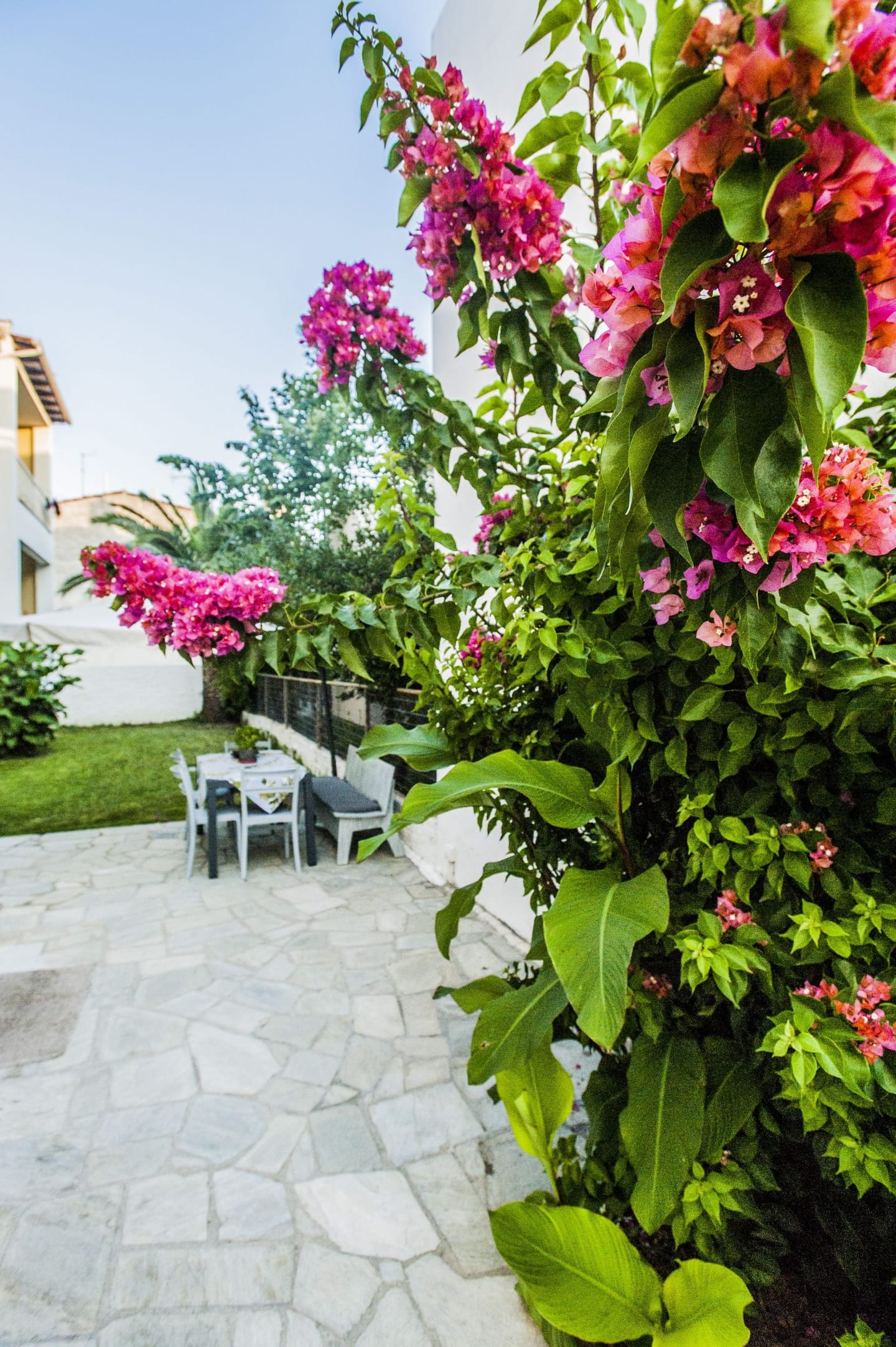 Bougainvillea in the garden